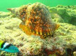 cieloestrellas reef15.jpg